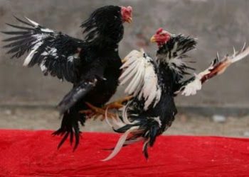 Sat Reskrim Polres Sidrap Bongkar Praktik Perjudian Sabung Ayam, Sejumlah Pelaku Diamankan Tegakkan Asta Cita Presiden RI