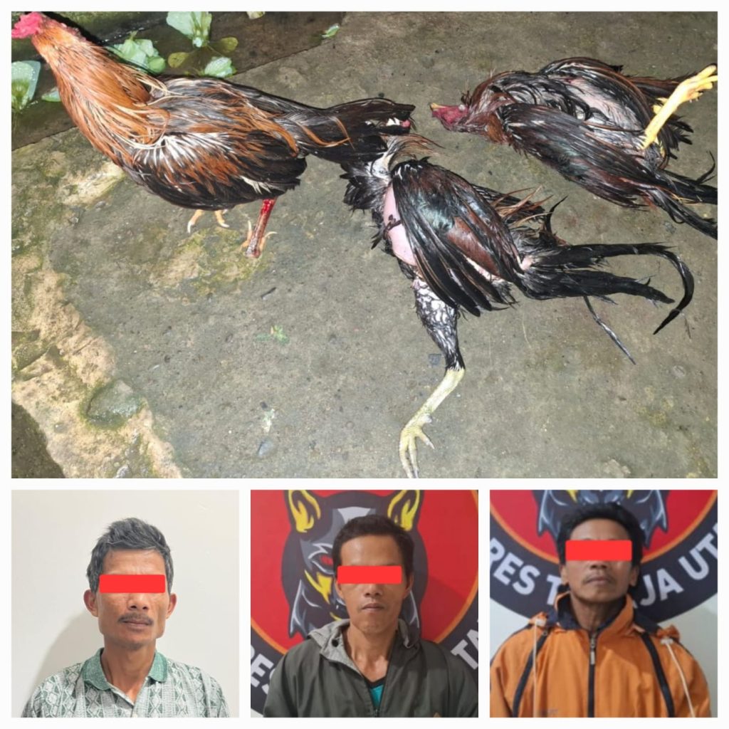 Satreskrim Polres Toraja Utara Bongkar Praktek Judi Sabung Ayam di Sopai, 3 Orang Diamankan