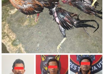 Satreskrim Polres Toraja Utara Bongkar Praktek Judi Sabung Ayam di Sopai, 3 Orang Diamankan