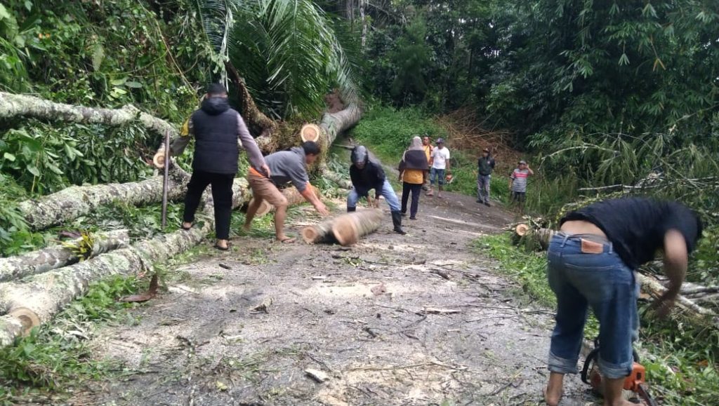 Personel Polres Tator Gerak Cepat Bersihkan Pohon Tumbang yang Menutupi Jalan di Sangalla