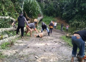 Personel Polres Tator Gerak Cepat Bersihkan Pohon Tumbang yang Menutupi Jalan di Sangalla