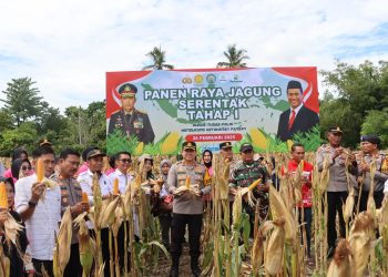 Dukung Swasembada Pangan, Kapolres Luwu Bersama Forkopimda Panen Jagung Serantak 