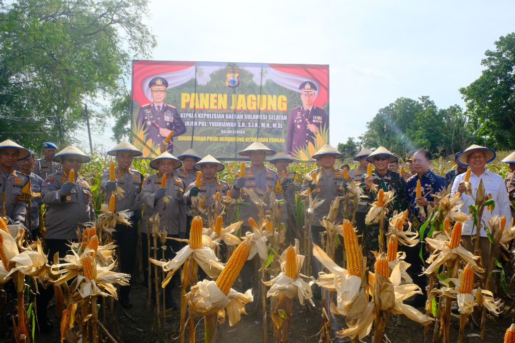 Kapolda Sulsel bersama PJU dan Forkopimda Wajo Gelar  Panen Jagung di Pammana