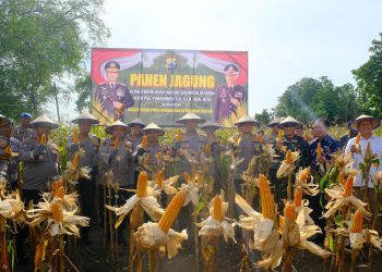 Kapolda Sulsel bersama PJU dan Forkopimda Wajo Gelar  Panen Jagung di Pammana