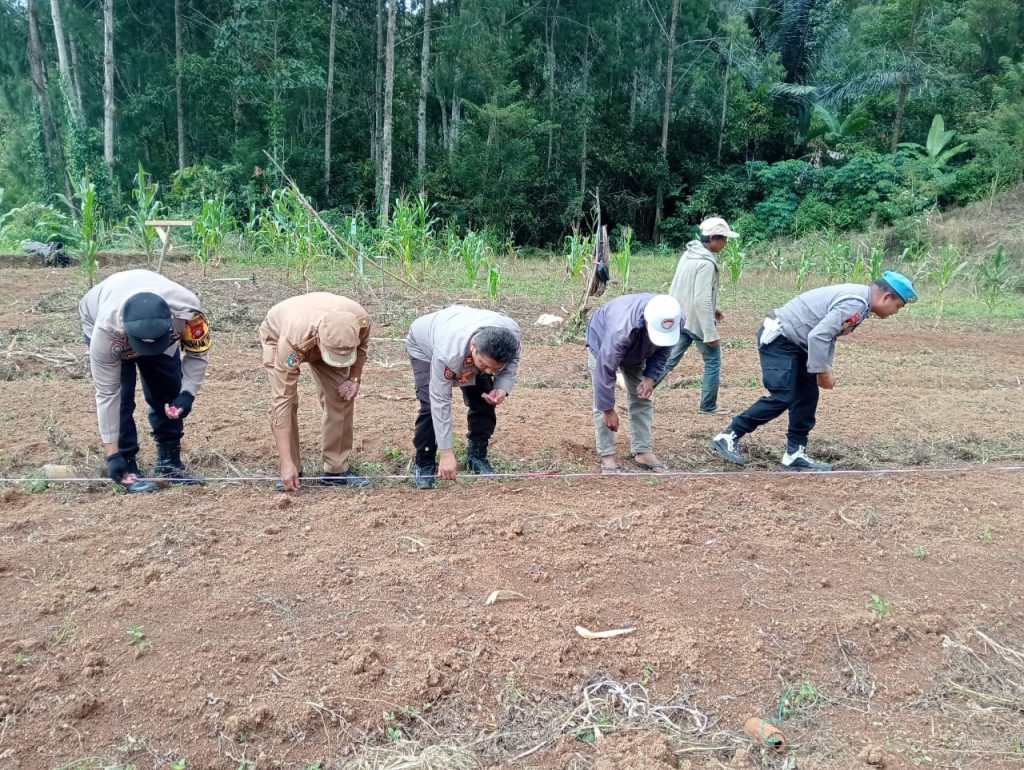 Personel Polsek Rindingallo Bersama Pemerintah Kecamatan Tanam Jagung di Kapala Pitu