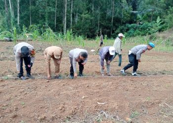 Personel Polsek Rindingallo Bersama Pemerintah Kecamatan Tanam Jagung di Kapala Pitu