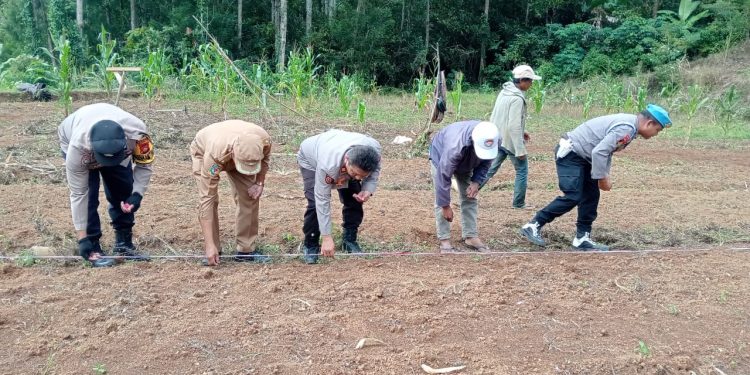 Personel Polsek Rindingallo Bersama Pemerintah Kecamatan Tanam Jagung di Kapala Pitu