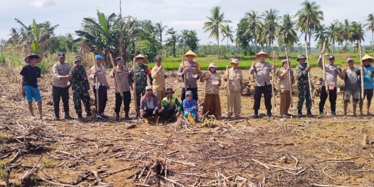Dukung Ketahanan Pangan, Kapolsek Pitumpanua Polres Wajo Tanam Jagung Bersama Warga