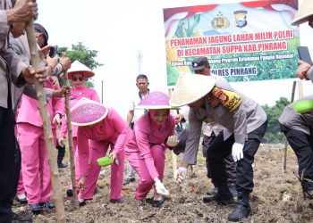 Dukung Ketahanan Pangan, Kapolres Pinrang Bersama Ketua Bhayangkari Cabang Tanam Jagung