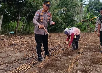 Kolaborasi Kapolsek Baranti dan Forkopimcam, Wujudkan Ketahanan Pangan Tanam Jagung
