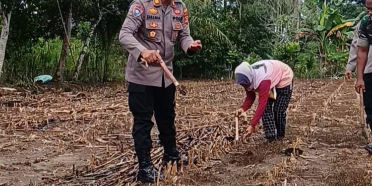 Kolaborasi Kapolsek Baranti dan Forkopimcam, Wujudkan Ketahanan Pangan Tanam Jagung