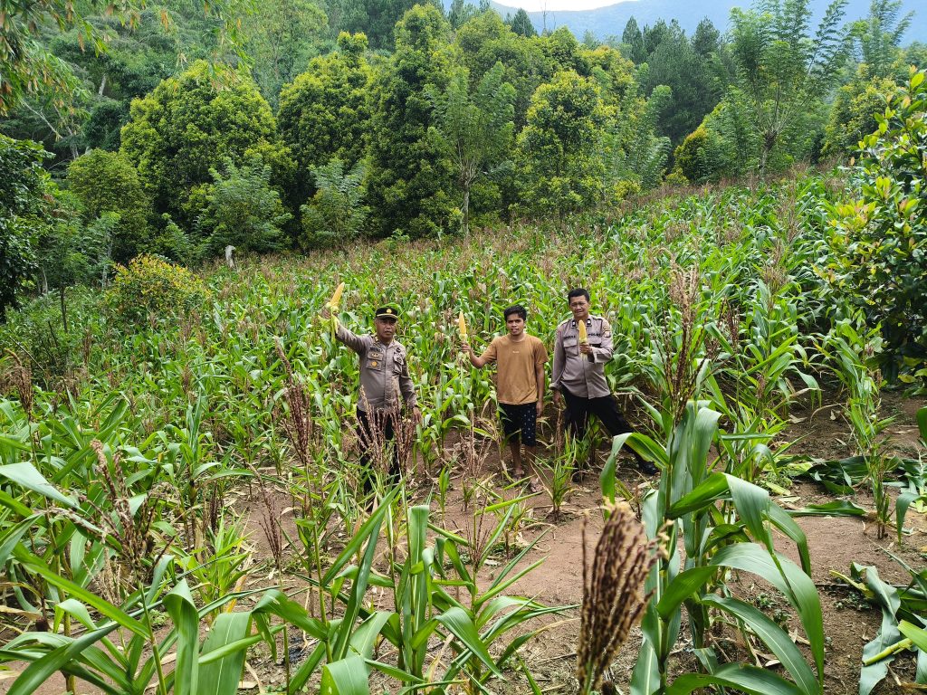 Kapolsek Mengkendek Panen Jagung Perdana, Kapolres Tator: Upaya Wujudkan Ketahanan Pangan