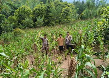 Kapolsek Mengkendek Panen Jagung Perdana, Kapolres Tator: Upaya Wujudkan Ketahanan Pangan