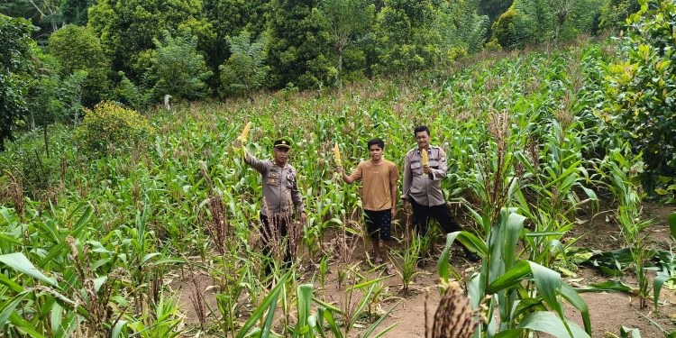 Kapolsek Mengkendek Panen Jagung Perdana, Kapolres Tator: Upaya Wujudkan Ketahanan Pangan