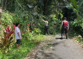 Personel Sat Samapta Polres Tator Gerak Cepat Bersihkan Pohon Tumbang Yang Menutupi Jalan