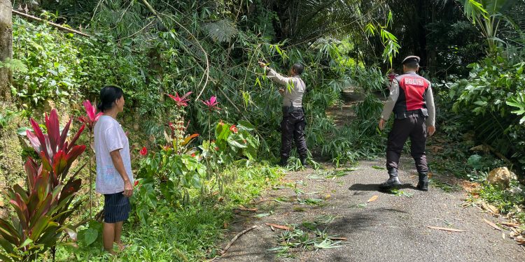 Personel Sat Samapta Polres Tator Gerak Cepat Bersihkan Pohon Tumbang Yang Menutupi Jalan