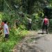 Personel Sat Samapta Polres Tator Gerak Cepat Bersihkan Pohon Tumbang Yang Menutupi Jalan