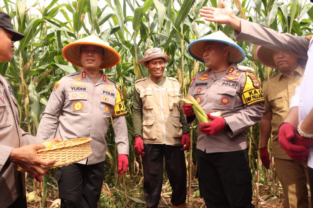 Dukung Swasembada Pangan Nasional, Kapolda Sulsel Panen Jagung Perdana di Malili