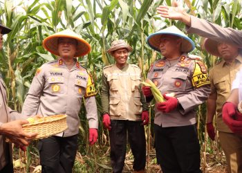 Dukung Swasembada Pangan Nasional, Kapolda Sulsel Panen Jagung Perdana di Malili