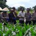 Dukung Swasembada Pangan, Kapolres Palopo Lakukan Pemupukan Jagung di Telluwanua