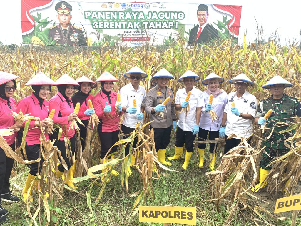 Panen Jagung Serentak Tahap I, Kapolres Bone: Perpanen Menghasilkan 150 Ton