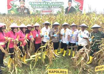 Panen Jagung Serentak Tahap I, Kapolres Bone: Perpanen Menghasilkan 150 Ton
