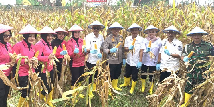 Panen Jagung Serentak Tahap I, Kapolres Bone: Perpanen Menghasilkan 150 Ton