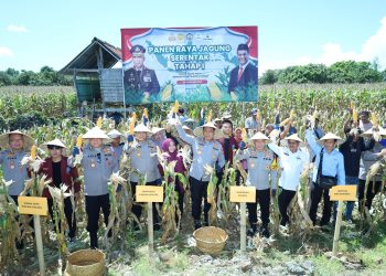 Dukung Program Ketahanan Pangan, Kapolda Sulsel Panen Jagung Serentak di Bulukumba