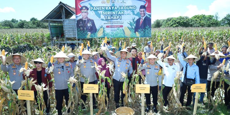 Dukung Program Ketahanan Pangan, Kapolda Sulsel Panen Jagung Serentak di Bulukumba