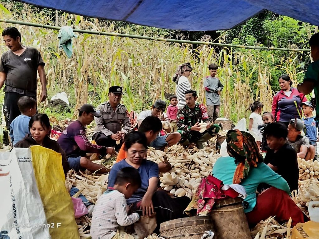 Bhabinkamtibmas Polres Tana Toraja Dampingi Petani Panen Jagung di Dusun Kendenan