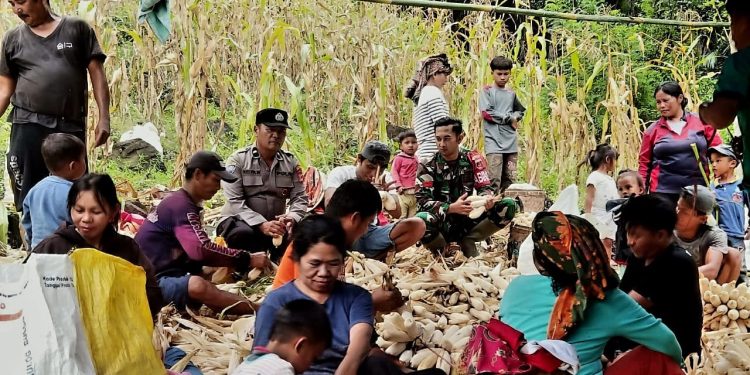 Bhabinkamtibmas Polres Tana Toraja Dampingi Petani Panen Jagung di Dusun Kendenan