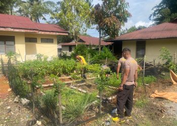 Polsek Sangalla Polres Tator Manfaatkan Pekarangan Kantor Untuk Budidaya Tanaman