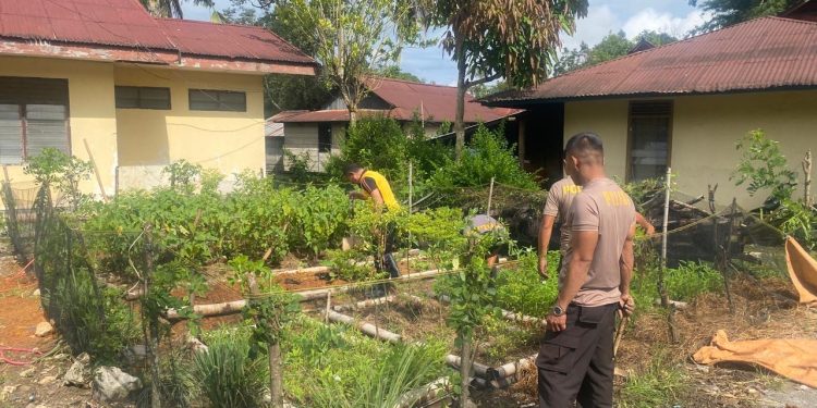 Polsek Sangalla Polres Tator Manfaatkan Pekarangan Kantor Untuk Budidaya Tanaman