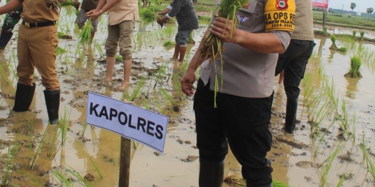 Kapolres Bone - Bupati dan Forkopimda Tanam Padi Perdana di Desa Unra Sekaligus Beri Bantuan Pengembangan B2SA