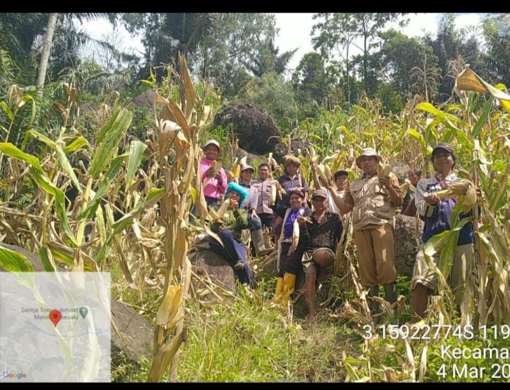 Bhabinkamtibmas Polres Tana Toraja Panen Jagung bersama Kelompok Tani Binaanya