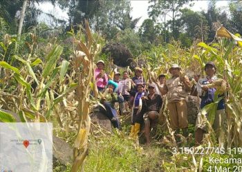 Bhabinkamtibmas Polres Tana Toraja Panen Jagung bersama Kelompok Tani Binaanya
