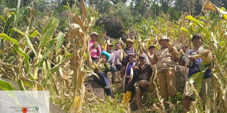 Bhabinkamtibmas Polres Tana Toraja Panen Jagung bersama Kelompok Tani Binaanya