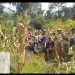 Bhabinkamtibmas Polres Tana Toraja Panen Jagung bersama Kelompok Tani Binaanya