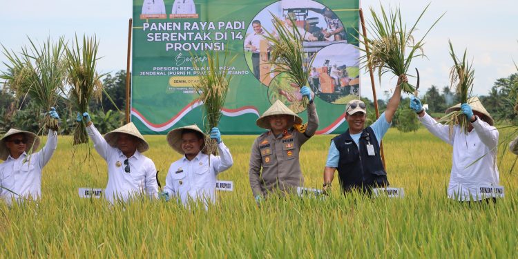 Dukung Ketahanan Pangan, Kapolres Luwu Hadiri Panen Raya Padi Serentak 