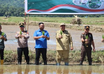 Dukung Swasembada Pangan, Kapolres Maros bersama Forkopimda Tanam Padi Serentak