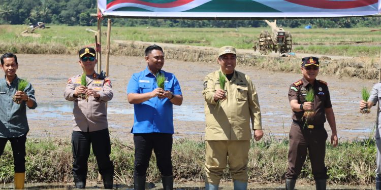Dukung Swasembada Pangan, Kapolres Maros bersama Forkopimda Tanam Padi Serentak