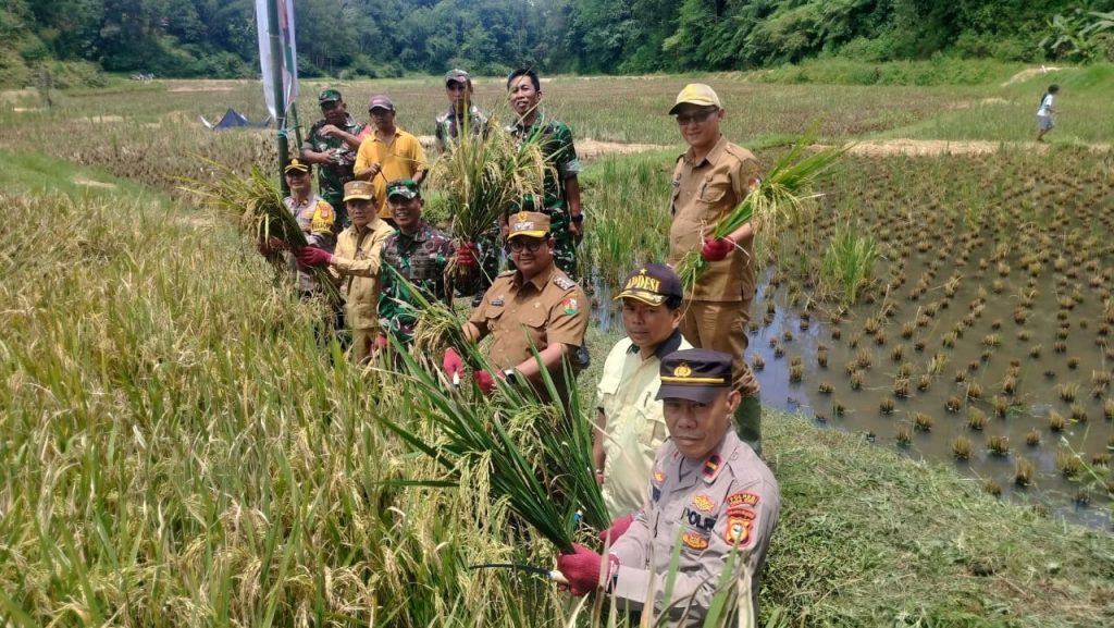 Dukung Ketahanan Pangan, Wakapolres Toraja Utara Hadiri Panen Raya Padi Serentak Bersama Forkopimda