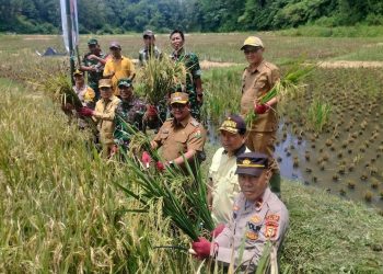 Dukung Ketahanan Pangan, Wakapolres Toraja Utara Hadiri Panen Raya Padi Serentak Bersama Forkopimda