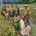 Dukung Ketahanan Pangan, Wakapolres Toraja Utara Hadiri Panen Raya Padi Serentak Bersama Forkopimda
