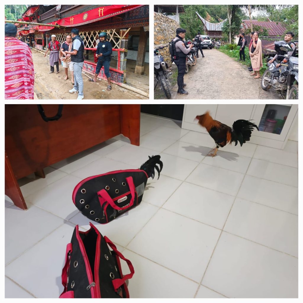 Gerebek Lokasi Judi Sabung Ayam, Polisi Gabungan Amankan 2 Ayam Siap Adu di Tondon Matallo Toraja Utara