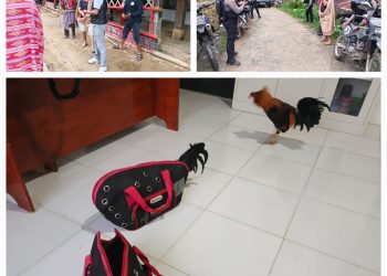 Gerebek Lokasi Judi Sabung Ayam, Polisi Gabungan Amankan 2 Ayam Siap Adu di Tondon Matallo Toraja Utara