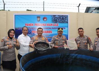 Dukung Program Gerakan Pangan Nasional, Kapolres Maros Panen Ikan Lele Perdana 