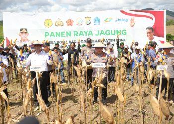 Dukung Program Ketahanan Pangan Nasional, Kapolri - Mentan Panen Raya Jagung di Bone
