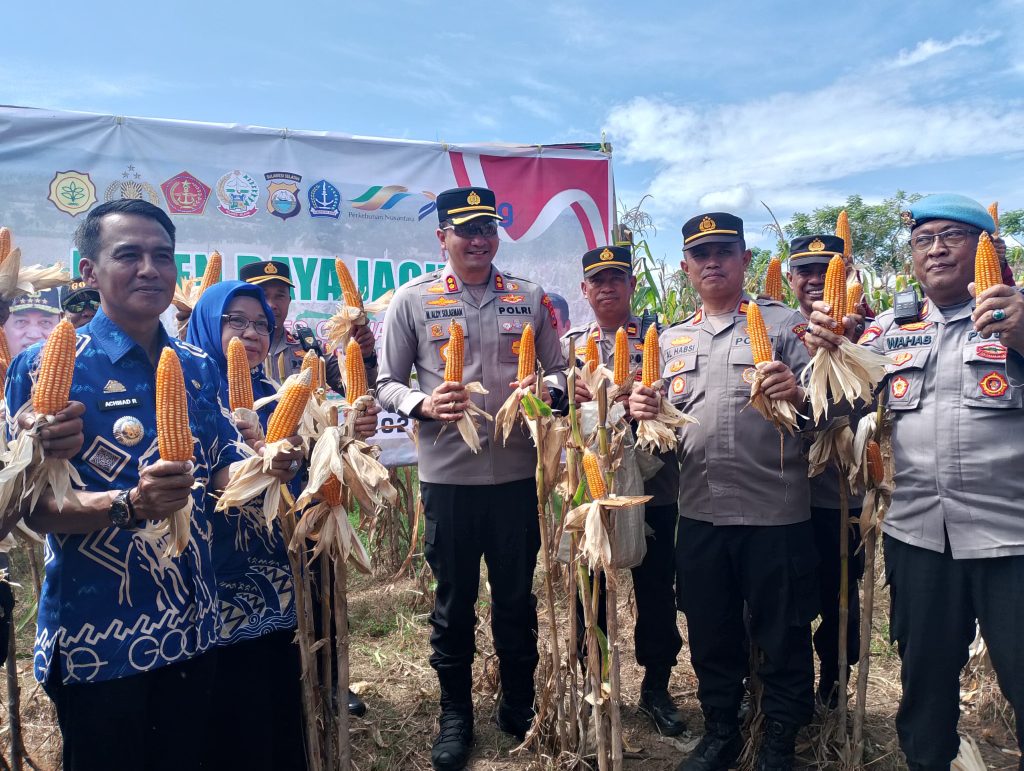 Dukung Program Ketahanan Pangan, Kapolres Gowa Panen Raya Jagung di Bajeng