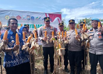 Dukung Program Ketahanan Pangan, Kapolres Gowa Panen Raya Jagung di Bajeng
